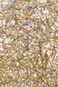 Organoid Natural Surfaces LAVENDEL medium, Flax fleece ROL BREEDTE 1360MM